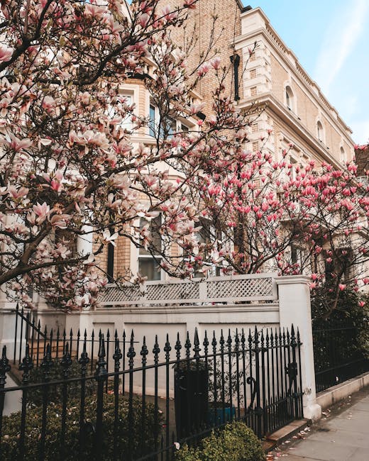 A sunny street scene near Regent's Park in Marylebone showing a row of elegant Victorian-style terraced houses with brick facades and white decorative trims. The houses are surrounded by ornate black iron fences and brick walls, with neatly maintained gardens and greenery visible through the gates. Blossom trees with white flowers are in full bloom along the sidewalk, casting dappled shadows on the paved pedestrian path next to the street. The roadway is clean and smooth, with a blue sky and fluffy clouds overhead, highlighting a well-maintained residential area. The scene captures an idyllic, serene neighbourhood that benefits from professional cleaning and maintenance, as exemplified by Marylebone Carpet Cleaning's expertise in surface cleaning and hygiene for homes near Regent's Park.